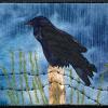 Raven on a Barbed Wire Fence 
cattim_727_23
6" x 6"
